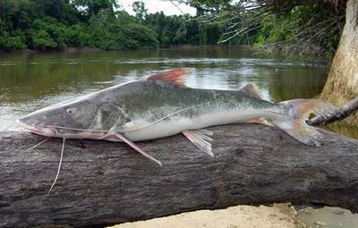 Kumakuma (Brachyplatystoma filamentosum)