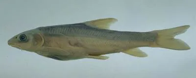 Kunar snowtrout (Schizothorax labiatus)