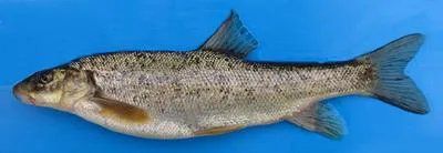 Kura barbel (Barbus lacerta)