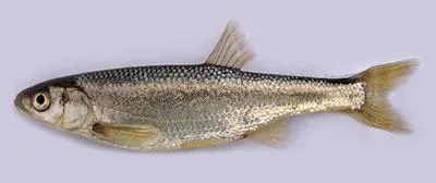 Kura bleak (Alburnus filippii)