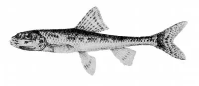Kura gudgeon (Romanogobio persus)