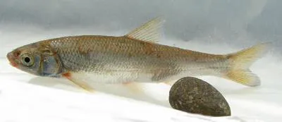 Kura nase (Chondrostoma cyri)
