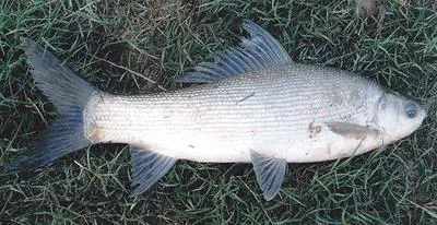 Kuria labeo (Labeo gonius)