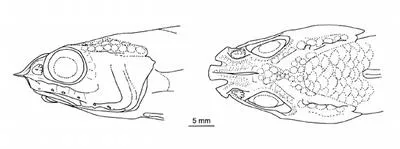 Kuronuma's whiptail (Spicomacrurus kuronumai)