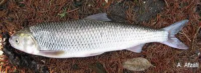 Kutum (Rutilus frisii)