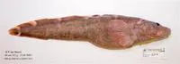 L?tken's eelpout (Lycodes luetkenii)