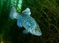 La Palma pupfish (Cyprinodon longidorsalis)