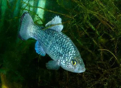 La Palma pupfish (Cyprinodon longidorsalis)
