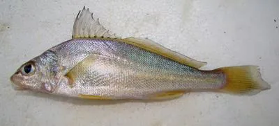 La Plata croaker (Pachyurus bonariensis)