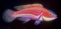 Laboute's wrasse (Cirrhilabrus laboutei)