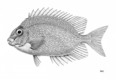 Labyrinth spinefoot (Siganus labyrinthodes)