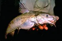 Lacandon sea catfish (Potamarius nelsoni)