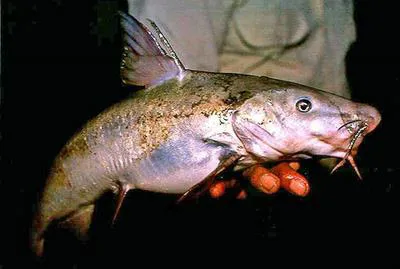 Lacandon sea catfish (Potamarius nelsoni)