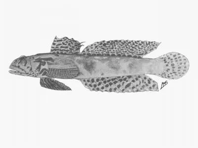 Lace goby (Oxyurichthys lemayi)