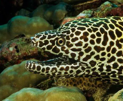 Laced moray (Gymnothorax favagineus)