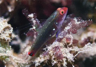 Lachdebrere's pygmy goby (Eviota lachdeberei)