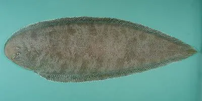 Lachner's tonguesole (Cynoglossus lachneri)