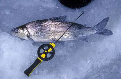 Lacustrine fluvial whitefish (Coregonus megalops)