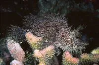 Lacy scorpionfish (Rhinopias aphanes)