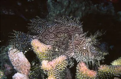 Lacy scorpionfish (Rhinopias aphanes)