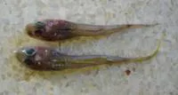 Ladder dragonet (Paracallionymus costatus)