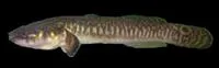 Ladder gudgeon (Bostrychus scalaris)
