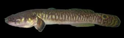 Ladder gudgeon (Bostrychus scalaris)
