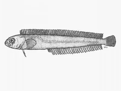 Ladder klipfish (Clinoporus biporosus)