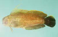Lady Musgrave blenny (Cirripectes chelomatus)