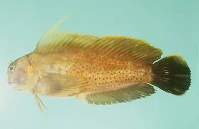 Lady Musgrave blenny (Cirripectes chelomatus)