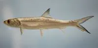 Ladyfish (Elops saurus)