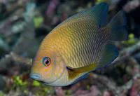 Lagoon damselfish (Hemiglyphidodon plagiometopon)