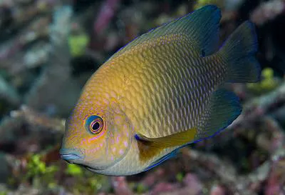 Lagoon damselfish (Hemiglyphidodon plagiometopon)