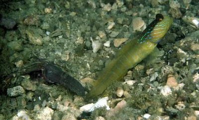 Lagoon shrimpgoby (Cryptocentrus cyanotaenia)