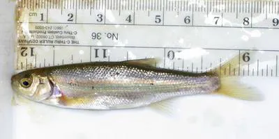 Lahontan redside (Richardsonius egregius)