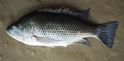 Lake Chala tilapia (Oreochromis hunteri)