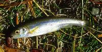 Lake chub (Couesius plumbeus)