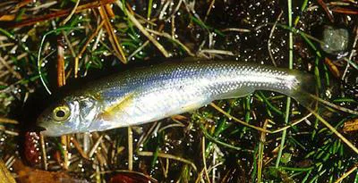 Lake chub (Couesius plumbeus)
