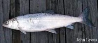 Lake cisco (Coregonus artedi)