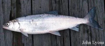 Lake cisco (Coregonus artedi)