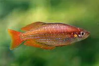 Lake Eacham rainbowfish (Melanotaenia eachamensis)