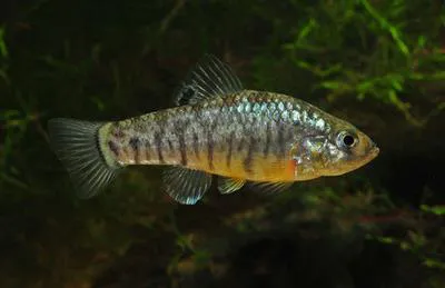 Lake Eustis minnow (Cyprinodon hubbsi)