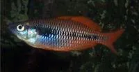 Lake Kuromai rainbowfish (Melanotaenia parva)