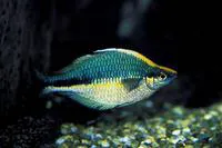 Lake Kutubu rainbowfish (Melanotaenia lacustris)
