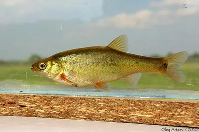 Lake minnow (Rhynchocypris percnurus)