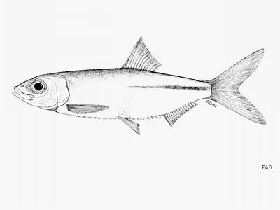Lake Mweru sprat (Microthrissa moeruensis)
