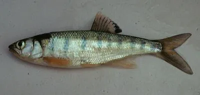 Lake Rukwa minnow (Raiamas moorii)