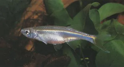 Lake Rukwa sardine (Chelaethiops rukwaensis)