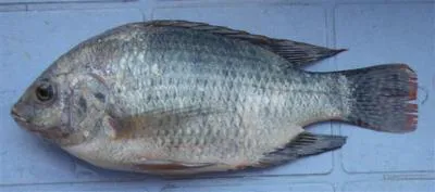 Lake Rukwa tilapia (Oreochromis rukwaensis)