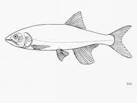 Lake salmon (Opsaridium microlepis)